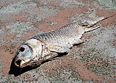 Salt Lake City - Saltair - Dead Fish