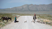 Pony Express Trail - Sheep - Shepherd - Sheep Dog