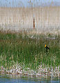 Pony Express Trail - Fish Springs National Wildlife Refuge - Water - Marsh - Bird - Crop