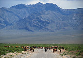 Driving South - Cows on Road