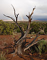 Capitol Reef National Park - Camping near Oak Creek - Rainbow