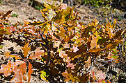 South Elk Ridge - Trees - Fall Colors - Oak