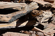 Seven Kivas Ruin - Wood