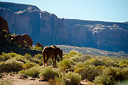 Monument Valley - Horse