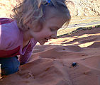 Sand Hill - Beetle (Photo by Laura)