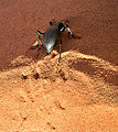 Sand Hill - Beetle (Photo by Laura)