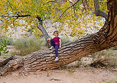 Little Wild Horse Canyon - Slot Canyon - Cottonwood Tree