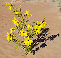 San Rafael Desert - Well Draw - Sand Dunes - Flowers