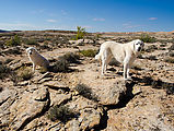 Hiking to Hobbs Wash Ruin - Sheep Dogs