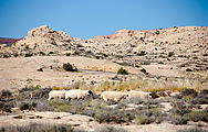 Hiking to Hobbs Wash Ruin - Sheep