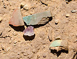 Hobbs Wash Ruin - Midden - Pottery