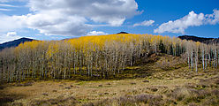 Abajo Mountains - Jackson Ridge - Aspen Trees - Fall Colors