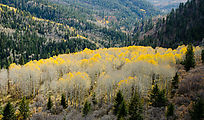 Abajo Mountains - Jackson Ridge - Aspen Trees - Fall Colors