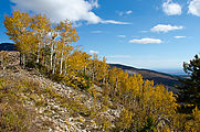 Abajo Mountains - Jackson Ridge - Aspen Trees - Fall Colors