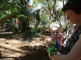 Lyra in Yucatan - Merida - Zoo - Lyra - Laura - Birds Lyra in Yucatan - Merida - Zoo - Lyra - Laura - Birds