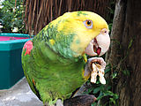 Puerto Morelos - Crococun Zoo - Parrot (Photo by Laura)