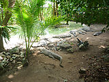 Puerto Morelos - Crococun Zoo - Crocodiles (Photo by Laura)