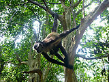 Puerto Morelos - Crococun Zoo - Monkey - Baby (Photo by Laura)