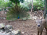 Puerto Morelos - Crococun Zoo - Peacock - Deer (Photo by Laura)