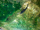 Valladolid - Cenote Zaci - Fish