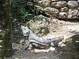 Valladolid - Cenote Zaci - Iguana