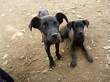 Ek Balam - Ruin - Dogs (Photo by Lyra)
