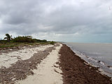 North Coast - Beach - West of Dzilam de Bravo - Beach