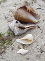 North Coast - Beach - West of Dzilam de Bravo - Beach - Shells (Photo by Laura)